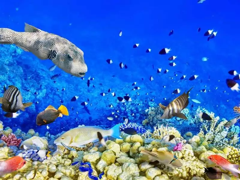 SHARM EL SHEİKH KAHİRE VE İSKENDERİYE MASALI (7 GÜN 6 GECE)